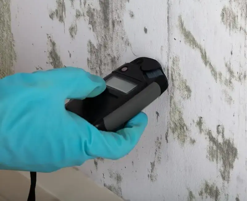 Attic Mold Removal in Gainesville FL