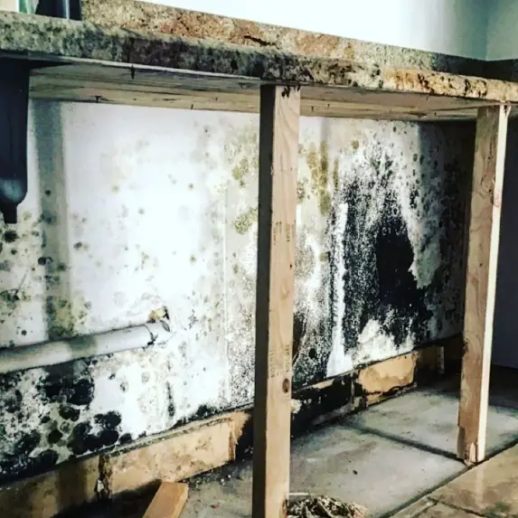 Commercial Mold Remediation in Gainesville FL