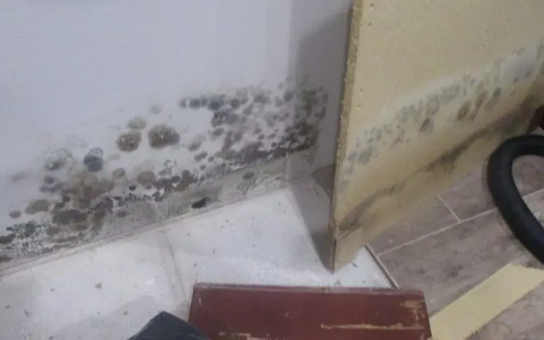 Crawl Space Mold Removal in Gainesville FL