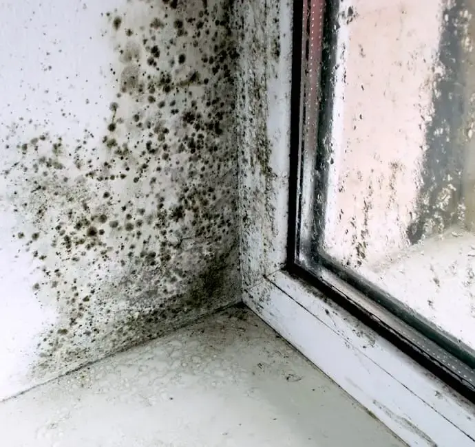 Real Estate Pre Purchase Mold Inspection in Gainesville FL
